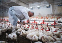 SE SOLICITA OPERARIO DE GRANJA AVÍCOLA (CON O SIN EXPERIENCIA), JORNADA DE 8 HORAS DIARIAS. REMUNERACIÓN COMPETITIVA Operario De Granja Avícola empleo de peón en Costa Rica Empleo sin experiencia en Costa Rica Poultry Farm Operator laborer job in Costa Rica Job without experience in Costa Rica