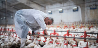 SE SOLICITA OPERARIO DE GRANJA AVÍCOLA (CON O SIN EXPERIENCIA), JORNADA DE 8 HORAS DIARIAS. REMUNERACIÓN COMPETITIVA Operario De Granja Avícola empleo de peón en Costa Rica Empleo sin experiencia en Costa Rica Poultry Farm Operator laborer job in Costa Rica Job without experience in Costa Rica