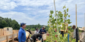 SE SOLICITAN OPERARIOS DE CAMPO PARA FINCAS (CON O SIN EXPERIENCIA), 6 HORAS DIARIAS TURNO DE MAÑANA. SUELDO 1.323,00 €/MES Operarios de Campo Para Fincas en España Field Operators for Farms in Spain