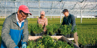 SE NECESITAN PEONES AGRÍCOLAS CON O SIN EXPERIENCIA (5 VACANTES). SE OFRECE ALOJAMIENTO, HORARIOS FLEXIBLES Y BUEN PAGO Peones agrícolas en Canadá empleo sin experiencia en Canadá Agricultural laborers in Canada employment without experience in Canada