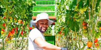 SE NECESITAN 30 TRABAJADORES PARA INVERNADERO (HOMBRES Y MUJERES), CULTIVO DE VEGETALES. NO REQUIERE EXPERIENCIA. SALARIO APROX. $3500 AL MES Trabajadores Para Invernadero Empleo de Peón Agrícola en Canadá Cultivo de Vegetales Granja en Canadá Greenhouse Workers Farm Labor Jobs in Canada Vegetable Farming Farm in Canada