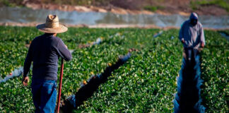 SE SOLICITAN 11 TRABAJADORES AGRÍCOLAS PARA GRANJA (HOMBRES Y MUJERES), POCA EXPERIENCIA. SALARIO $3110 AL MES Trabajadores de Agrícolas Para Granja Empleo de Peón Agrícola en Estados Unidos Empleo en Texas Agricultural Farm Workers Farm Labor Jobs in the United States Jobs in Texas