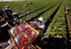 SE BUSCAN TRABAJADORES DE CAMPO (COSECHA DE FRESAS), POCA EXPERIENCIA. PAGO $19.75 POR HORA Trabajadores de Campo Cosecha de Fresas empleo en California Peón Agrícola en Estados Unidos Field Workers Strawberry Harvest employment in California Farm Labor in the United States
