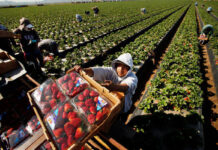 SE BUSCAN TRABAJADORES DE CAMPO (COSECHA DE FRESAS), POCA EXPERIENCIA. PAGO $19.75 POR HORA Trabajadores de Campo Cosecha de Fresas empleo en California Peón Agrícola en Estados Unidos Field Workers Strawberry Harvest employment in California Farm Labor in the United States