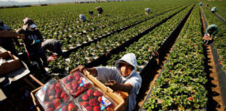 SE BUSCAN 120 TRABAJADORES DE CAMPO (COSECHA DE FRESAS), POCA EXPERIENCIA. PAGO $19.75 POR HORA Trabajadores de Campo Cosecha de Fresas empleo en California Peón Agrícola en Estados Unidos Field Workers Strawberry Harvest employment in California Farm Labor in the United States