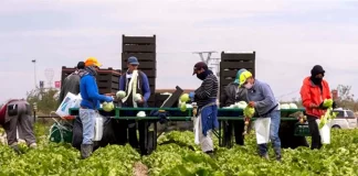 INCORPORAMOS TRABAJADORES/AS DE CAMPO PARA RECOLECCIÓN DE LECHUGAS (POCA EXPERIENCIA), TURNO DE MAÑANA. SALARIO $2330/MES Trabajadores de Campo Para Recolección de Lechugas en Estados Unidos Field Workers Harvesting Lettuce in the United States