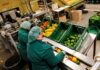 SELECCIONAMOS ENVASADORES/AS DE HORTALIZAS PARA EMPRESA DE ALIMENTACIÓN (POCA EXPERIENCIA), VARIOS PUESTOS envasadores de hortalizas empleo de envasador en España empleo en Valencia vegetable packers packer jobs in Spain jobs in Valencia
