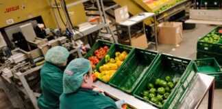 SELECCIONAMOS ENVASADORES/AS DE HORTALIZAS PARA EMPRESA DE ALIMENTACIÓN (POCA EXPERIENCIA), VARIOS PUESTOS envasadores de hortalizas empleo de envasador en España empleo en Valencia vegetable packers packer jobs in Spain jobs in Valencia
