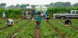SE SOLICITAN PEONES AGRÍCOLAS PARA FINCA (CULTIVOS DE ALGODÓN, GARBANZO Y GIRASOL), CON O SIN EXPERIENCIA. 3 VACANTES, 1.323€/MES peones agrícolas en España Cultivos de Algodón Garbanzo y Girasol agricultural laborers in Spain Cotton Chickpea and Sunflower Crops