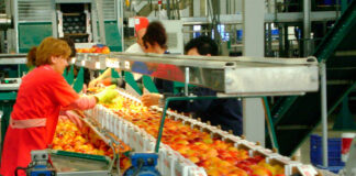 SE SOLICITAN EMPACADORES/AS DE VEGETALES (CON O SIN EXPERIENCIA), PAGO $2912,8 POR MES + OVER TIME Y BENEFICIOS Empacadores de Vegetales en Canadá Leamington Ontario Empleo sin experiencia Vegetable Packers in Canada Jobs without experience
