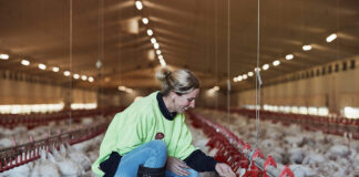 SE PRECISA EMPLEADO/A PARA FINCA DE PRODUCCIÓN AVÍCOLA (PERSONA SOLA O CON PAREJA), CON O SIN EXPERIENCIA. SE OFRECE VIVIENDA Y BUEN SUELDO Empleado para Finca Granja Avícola Guardeses Empleo sin experiencia en España Employee for Poultry Farm Farm Poultry Production Employment without experience in Spain Tarragona province