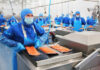 SE BUSCAN 80 PROCESADORES/AS DE MARISCOS Y PESCADO PARA OCEAN GOLD SEAFOODS EN WESTPORT, WASHINGTON (SIN EXPERIENCIA, H-2B TEMPORAL). PAGO DE $18.87 POR HORA Operario de Envasado de pescado Carretillero empleo de envasador en España Dueñas Valladolid provincia Fish packaging operator Forklift packer job in Spain Dueñas Valladolid province