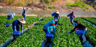 SE SOLICITA PEÓN/AYUDANTE DE CAMPO (MÍNIMA EXPERIENCIA), LABORES AGRÍCOLAS. 5 DÍAS A LA SEMANA, SALARIO COMPETITIVO Peón Ayudante de Campo empleo de peón en Costa Rica Peones Agrícolas Field Helper Laborer employment in Costa Rica Agricultural Laborers