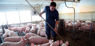 SE SOLICITA PEÓN/A DE GRANJA PORCINA (NO SE REQUIERE EXPERIENCIA), SALARIO SEGÚN CONVENIO. INGRESO INMEDIATO Peón de granja porcina empleo sin experiencia en España cría y engorde de ganado porcino Pig farm laborer job without experience in Spain raising and fattening pigs