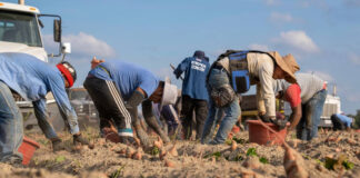 INCORPORAMOS 12 PEONES AGRÍCOLAS PARA LABORES GENERALES (SIEMBRA, CULTIVO Y COSECHA), CON O SIN EXPERIENCIA. BUENA REMUNERACIÓN Peones Agrícolas, Molvízar Granada provincia peón en España Empleo sin experiencia Agricultural Laborers laborer employment in Spain Employment without experience