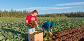 SE SOLICITAN PEONES AGRÍCOLAS PARA FINCAS (HOMBRES Y MUJERES), LABORES DE RECOLECCIÓN, PLANTACIÓN Y ESCAVILLADO. BUEN PAGO Peones Agrícolas Para Fincas empleo de peón en España Empleo en Murcia Agricultural Laborers for Farms laborer employment in Spain Employment in Murcia