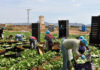 SE SOLICITAN PEONES AGRÍCOLAS PARA INDUSTRIA AGROALIMENTARIA (10 PUESTOS), SALARIO 1.448,42 € MENSUALES Peones Agrícolas en España Santaella Córdoba provincia Empleo sin experiencia Agricultural Laborers in Spain Santaella Córdoba province Employment without experience