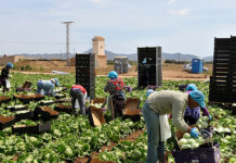 SE SOLICITAN PEONES AGRÍCOLAS PARA INDUSTRIA AGROALIMENTARIA (10 PUESTOS), SALARIO 1.448,42 € MENSUALES Peones Agrícolas en España Santaella Córdoba provincia Empleo sin experiencia Agricultural Laborers in Spain Santaella Córdoba province Employment without experience