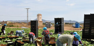 SE SOLICITAN PEONES AGRÍCOLAS PARA INDUSTRIA AGROALIMENTARIA (10 PUESTOS), SALARIO 1.448,42 € MENSUALES Peones Agrícolas en España Santaella Córdoba provincia Empleo sin experiencia Agricultural Laborers in Spain Santaella Córdoba province Employment without experience