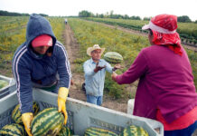 SELECCIONAMOS PEONES/AS AGRÍCOLAS PARA GRANJA, NO REQUIERE EXPERIENCIA PREVIA. SALARIO $2530 AL MES Peones agricolas para Cosecha y envasado de sandías Agricultural laborers for harvesting and packaging watermelons