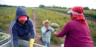 SELECCIONAMOS PEONES/AS AGRÍCOLAS PARA GRANJA, NO REQUIERE EXPERIENCIA PREVIA. SALARIO $2530 AL MES Peones agricolas para Cosecha y envasado de sandías Agricultural laborers for harvesting and packaging watermelons