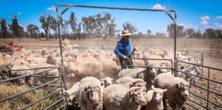 SE SOLICITA TRABAJADOR PARA RANCHO DE OVEJAS (POCA EXPERIENCIA). SE OFRECE ALOJAMIENTO, SUELDO $2,844.48 POR MES Trabajador Para Rancho De Ovejas en Maxwell California empleado para granja en Estados Unidos Sheep Ranch Worker in Maxwell California employed for farm in the United States