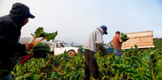 INCORPORAMOS 18 TRABAJADORES AGRÍCOLAS PARA GRANJA DE VERDURAS (HOMBRES Y MUJERES), CON O SIN EXPERIENCIA. SALARIO APROX. $3310 AL MES Trabajadores Agrícolas Para Granja de Verduras en Canadá Empleo sin experiencia Agricultural Workers for Vegetable Farm in Canada Job without experience