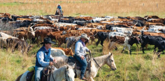 Trabajadores De Rancho Ganadero sin experiencia Namaka Alberta Rancho en Canadá Cattle Ranch Workers with no experience Namaka Alberta Ranch in Canada