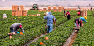 SE NECESITAN TRABAJADORES/MANO DE OBRA AGRÍCOLA (75 PUESTOS), NO REQUIERE EXPERIENCIA. EXCELENTE PAGO POR HORA Trabajadores Mano De Obra Agrícola en Estados Unidos Empleo sin experiencia Agricultural Labor Workers Agricultural Labor Employment in the United States Employment without experience