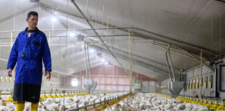 SE SOLICITAN TRABAJADORES PARA GRANJA AVÍCOLA (3 VACANTES), EMPRESA FAMILIAR. SALARIO APROX. $3310/MES, EMPLEO PERMANENTE Trabajadores Para Granja Avícola en Canadá Empleo sin experiencia Granja familiar Poultry Farm Workers in Canada Jobs without experience Family farm