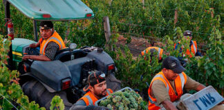 SE SOLICITAN 3 TRABAJADORES PARA VIÑEDO (NO REQUIERE EXPERIENCIA, SE ENTRENARÁ). SALARIO $3800 POR MES Trabajadores Para Viñedo en Canadá Malagash Cumberland Nueva Escocia Empleo sin experiencia en Canadá Vineyard Workers in Canada Malagash Cumberland Nova Scotia Jobs without experience in Canada