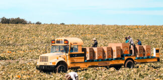 SE BUSCAN TRABAJADORES/AS AGRÍCOLAS (MÁS DE 200 PUESTOS), NO REQUIERE EXPERIENCIA PREVIA. 35 HORAS SEMANALES, SALARIO $2545,2 MENSUAL Trabajadores agrícolas en Estados Unidos cosecha de calabazas y sandías Empleo sin experiencia Farm workers in the United States harvest pumpkins and watermelons Employment without experience