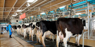 SOLICITAMOS TRABAJADORES DE GRANJA LECHERA (CON O SIN EXPERIENCIA). PAGO $17.20 POR HORA/35 A 55 HORAS SEMANALES Trabajadores de Granja Lechera en Canadá Richmond Ontario Empleo sin experiencia Dairy Farm Workers in Canada Richmond Ontario Employment without experience