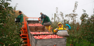 SE SOLICITAN 70 TRABAJADORES/AS DE CAMPO PARA RECOLECCIÓN DE MANZANAS Y PERAS. 35 HS SEMANALES DE 7:00 AM – 1:30 PM. PAGO $19.25/HORA Trabajadores de campo recolectores de manzanas y pera empleo de recolectores en Estados Unidos Hermiston Oregón Field Workers Apple and Pear Pickers Picker Employment in the United States