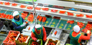 SE SOLICITAN AUXILIARES DE ALMACÉN HORTOFRUTÍCOLA (CON O SIN EXPERIENCIA), TIEMPO PARCIAL O COMPLETO, HORARIO A CONVENIR Auxiliares de Almacén Hortofrutícola Horticultural Warehouse Assistants Assistenti di magazzino orticolo Gartenbau-Lagerhelfer