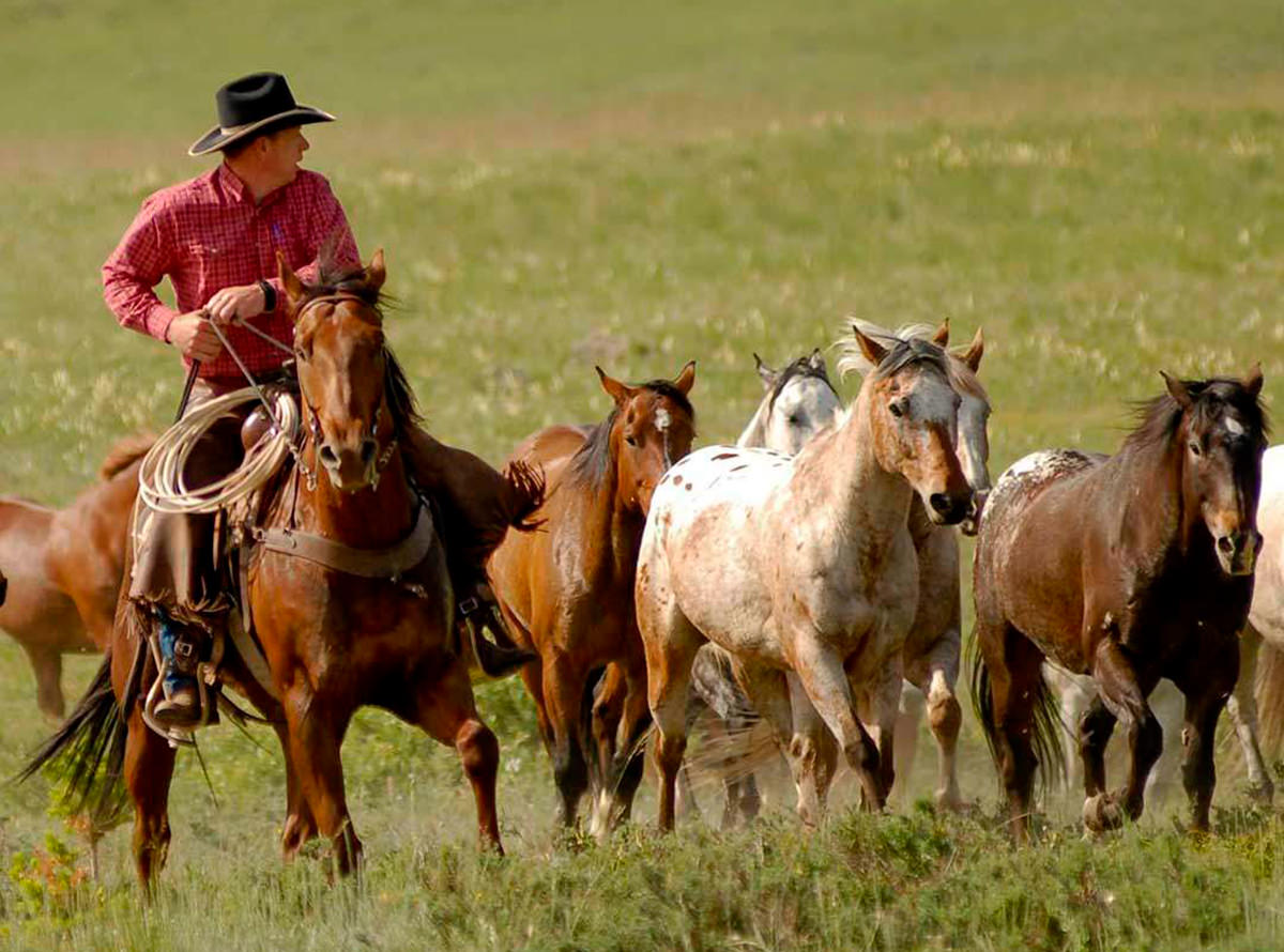 AYUDANTE PARA RANCHO DE CABALLOS 44 HS SEMANAL