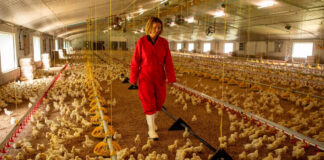SE SOLICITAN AYUDANTES DE GRANJA AVÍCOLA (6 VACANTES), NO REQUIERE EXPERIENCIA PREVIA. SALARIO $3172,2 AL MES Ayudantes De Granja Avícola Stilwell Oklahoma Empleo sin experiencia Poultry Farm Helpers Aiutanti di allevamenti di pollame Geflügelfarmhelfer