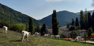 SE SOLICITA CUIDADOR PARA FINCA GANADERA (POCA EXPERIENCIA). PAGO $20.00 POR HORA + VIVIENDA Y EXCELENTE BENEFICIOS Cuidador Para Finca Ganadera empleado para granja en Estados Unidos Livestock Farm Caretaker farm Hausmeister auf einer Viehfarm Custode di un'azienda agricola di bestiame