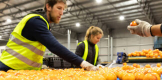 SE PRECISAN ENVASADORES/AS DE CÍTRICOS (MÍNIMA EXPERIENCIA), INCORPORACIÓN INMEDIATA. REMUNERACIÓN COMPETITIVA Envasadores de Cítricos empleo de envasador en España Citrus Packers packer jobs in Spain Packer-Jobs in Spanien Confezionatori di agrumi lavori confezionatori in Spagna