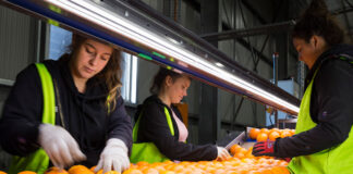 SE SOLICITAN ENVASADORES/AS DE CÍTRICOS (MÍNIMA EXPERIENCIA), INCORPORACIÓN INMEDIATA. REMUNERACIÓN COMPETITIVA Envasadores de Cítricos en España Almacén en Cartagena Citrus Packers in Spain Warehouse in Cartagena
