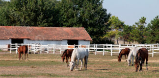 SE PRECISA GUARDÉS (CUIDADOR/LIMPIADOR), SE OFRECE VIVIENDA CON SERVICIOS PAGOS. SALARIO 1.500€ MENSUAL Guardés Cuidador Limpiador Guardeses en España centro de protección animal Morata de Tajuña Madrid Guardés Caretaker Cleaner Guardés in Spain animal protection center Morata de Tajuña Madrid