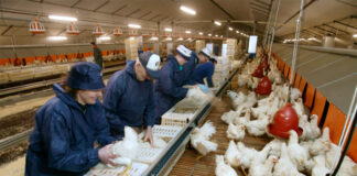 SE SOLICITA OPERARIO DE GRANJA AVÍCOLA (HOMBRE O MUJER), POCA EXPERIENCIA. REMUNERACIÓN COMPETITIVA Operario De Granja Avícola en Costa Rica Poultry Farm Operator laborer job in Costa Rica Geflügelfarmbetreiber Operatore di allevamento di pollame