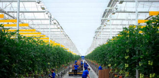 SE SOLICITA PEÓN AGRÍCOLA PARA INVERNADERO DE TOMATES (NO SE REQUIERE EXPERIENCIA), PERSONA CON ACTITUD POSITIVA Y GANAS DE APRENDER. SALARIO APROX. 1600 € AL MES Peón Agrícola Invernadero de Tomates en España Agricultural Laborer Tomato Greenhouse Landarbeiter Tomatengewächshaus Bracciante agricolo Serra di pomodori