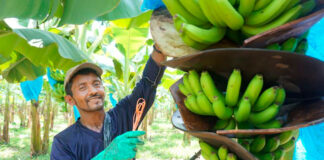 SE SOLICITA PEÓN AGRÍCOLA PARA FINCA DE PLÁTANOS (MÍNIMA EXPERIENCIA), TIEMPO COMPLETO. SALARIO COMPETITIVO Peón Agrícola Para Finca de Plátanos Bracciante agricolo per Banana Farm Landarbeiter für Bananenfarm