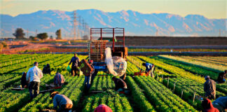SE SOLICITA PEÓN/A DE CAMPO PARA FINCA (CON O SIN EXPERIENCIA), 4 DÍAS A LA SEMANA. SALARIO SEGÚN CONVENIO Peón de Campo Para Finca en España Empleo en Madrid Empleo sin experiencia Field Labor for Farm laborer employment in Spain Employment in Madrid