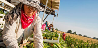 SE SOLICITAN PEONES AGRÍCOLAS PARA GRANJA DE CEREALES (CON O SIN EXPERIENCIA). PAGO $25.00 POR HORA + ALOJAMIENTO Peones Agrícolas Granja de Cereales Virden Manitoba, Empleo de Peón Agrícola en Canadá Farm Laborers Grain Farm Braccianti agricoli Fattoria di cereali Landarbeiter Getreidefarm