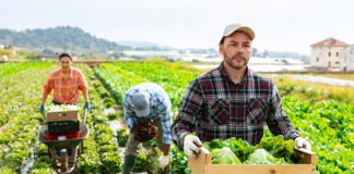 SE SOLICITAN PEONES AGRÍCOLAS PARA FINCA (CON O SIN EXPERIENCIA), 3 VACANTES. CONTRATO FIJO DISCONTINUO, SALARIO 1.323 € AL MES Peones Agrícolas Para Finca en España empleo sin experiencia Braccianti Agricoli per Azienda Agricola in Spagna Landarbeiter für einen Bauernhof in Spanien