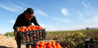 SE NECESITAN 30 PEONES/AS AGRÍCOLAS PARA GRANJA (COSECHA DE FRUTAS Y VERDURAS, EMBALAJE Y TRABAJO DE CAMPO), NO REQUIERE EXPERIENCIA Peones Agrícolas Para Granja Empleo de Peón Agrícola en Estados Unidos Farm Laborers Farm Labor Jobs in the United States Landarbeiter Braccianti agricoli