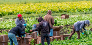 SE REQUIEREN 3 PEONES AGRÍCOLAS PARA RECOLECCIÓN Y LABORES GENERALES (CON O SIN EXPERIENCIA). SALARIO SEGÚN CONVENIO SECTORIAL Peones Agrícolas en Gualchos Granada provincia sin experiencia en España Agricultural Laborers in Gualchos Granada province Job without experience in Spain