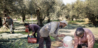 SE SOLICITAN 15 PEONES AGRÍCOLAS PARA RECOLECCIÓN DE ACEITUNAS (CON O SIN EXPERIENCIA), CONTRATO POR TIEMPO INDEFINIDO. SALARIO DESDE 1323 € AL MES Peones Agrícolas para Recolección de Aceitunas Landarbeiter für die Olivenernte Braccianti agricoli per la raccolta delle olive Trabajador agrícola sin experiencia Agricultural worker without experience